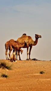 viaggi in Oman con Luxory Travel Lab